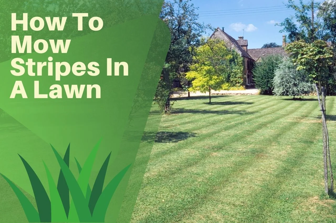 How To Mow Stripes In A Lawn - The Turf Doctor