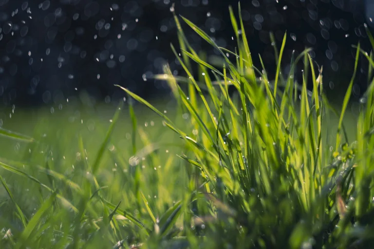 spring, grass, rain-7167212.jpg