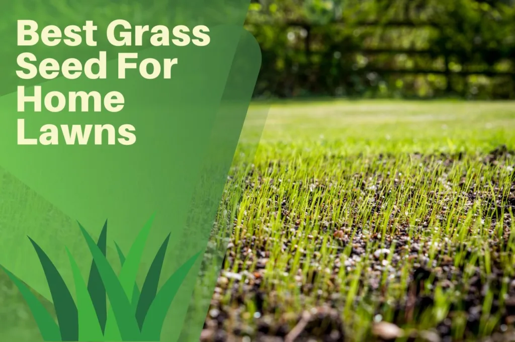 Best, Grass, Seed, For, Home, Lawns, UK,