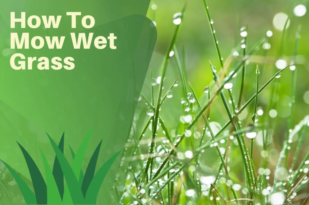 How, To, Mow, Wet, Grass,
