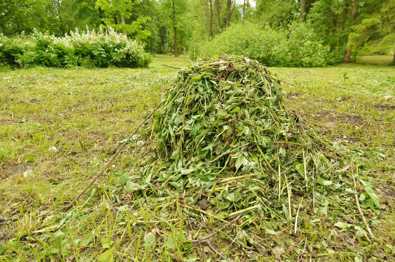 Do Mulching Mowers Spread Weeds? The Turf Doctor