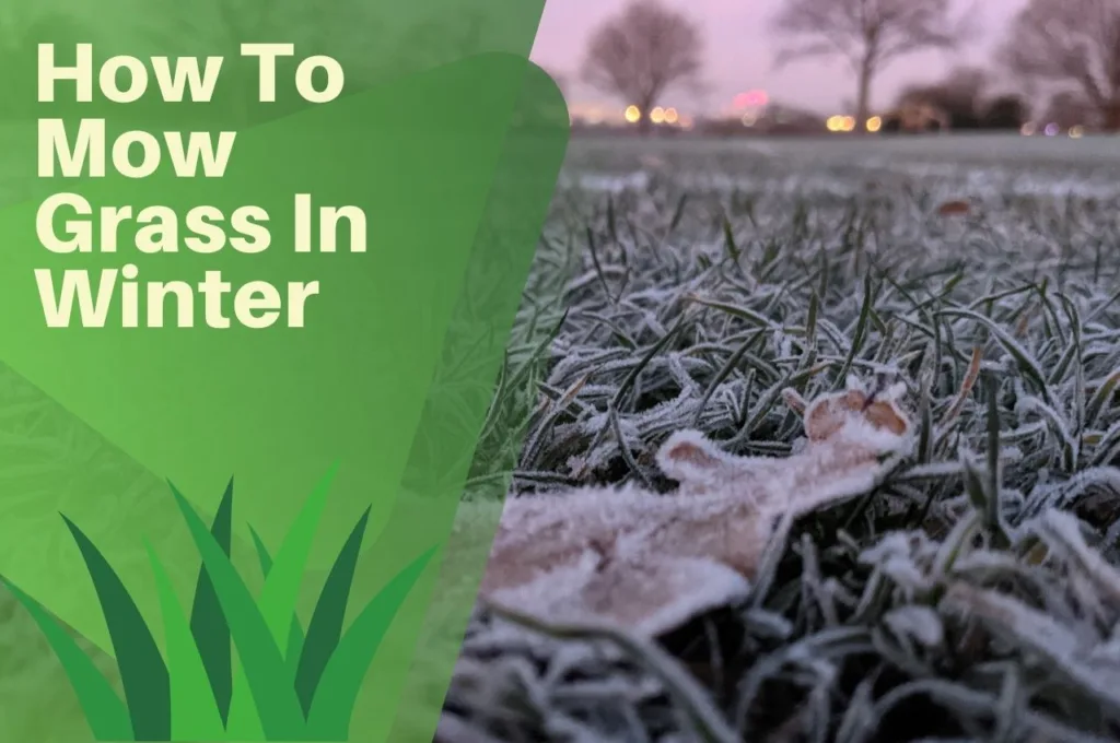 How, To, Mow, Grass, In, Winter,