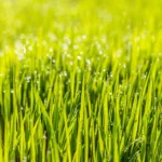 dew, field, grass-1867519.jpg