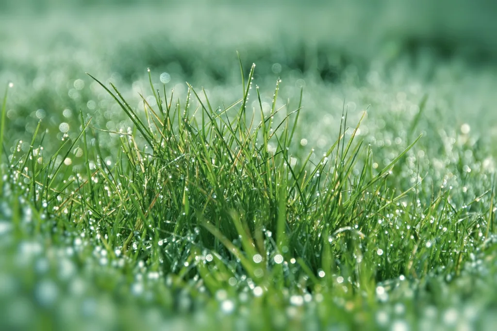 grass, meadow, waterdrop-4571175.jpg