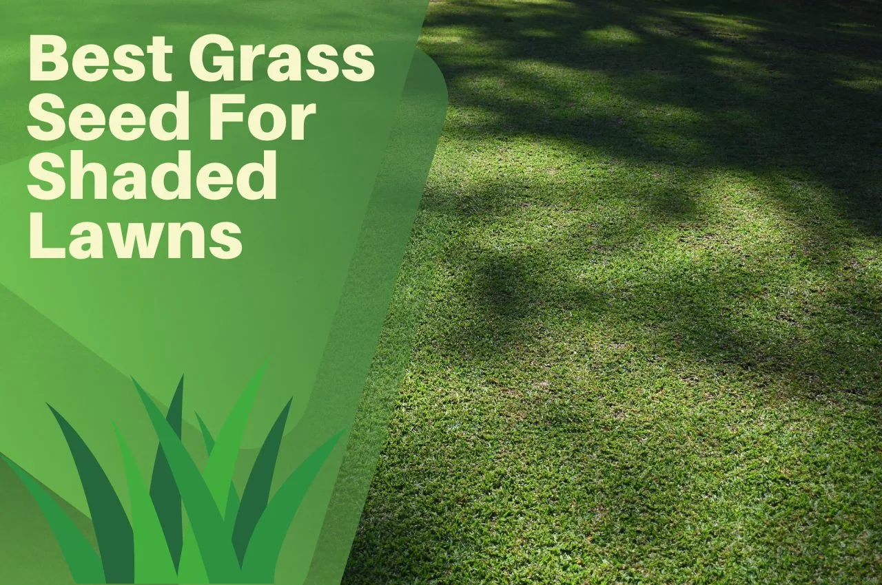 Best Grass Seed For Shaded Lawns UK June 2024 The Turf Doctor