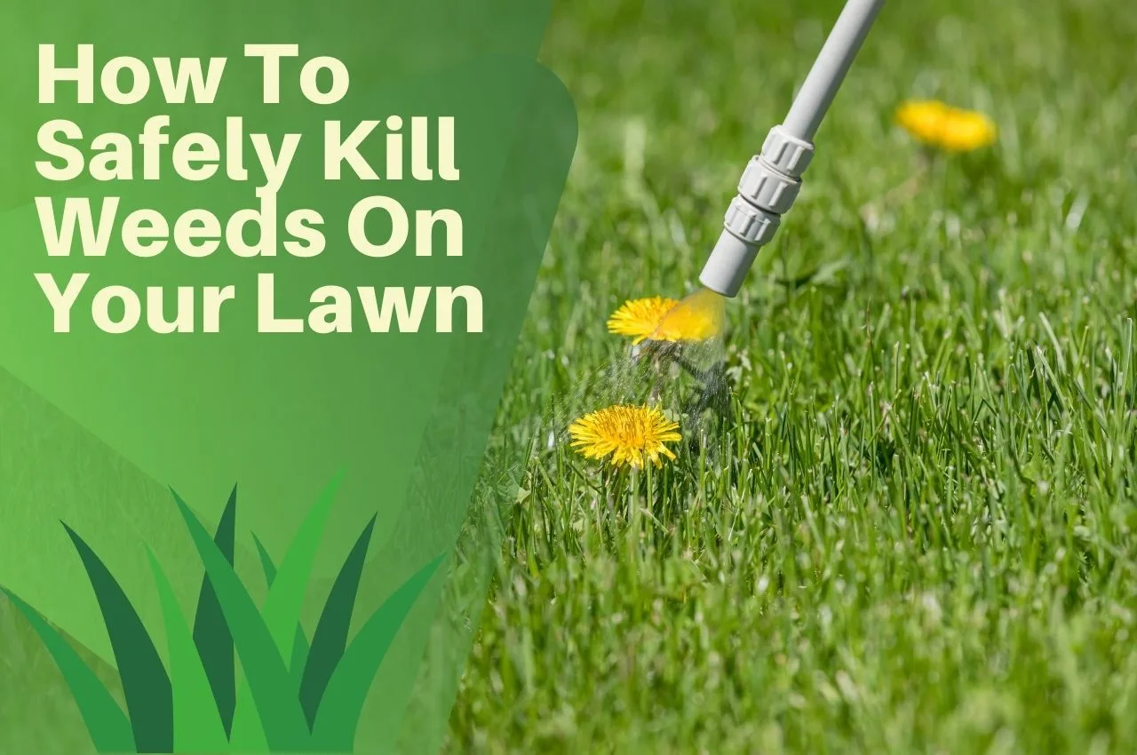How To Safely Kill Weeds On Your Lawn - The Turf Doctor