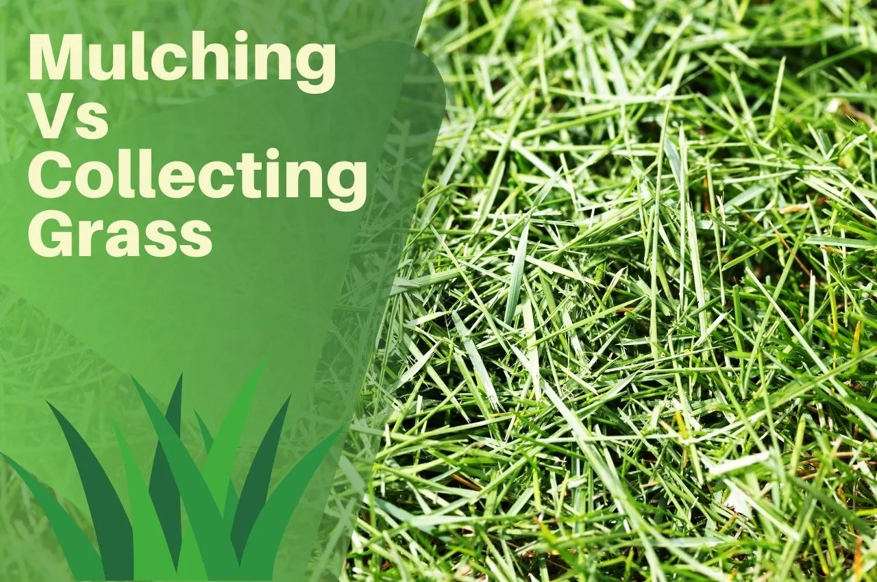 Mulching Vs Collecting Grass Which Mowing Type Is Best? The Turf Doctor