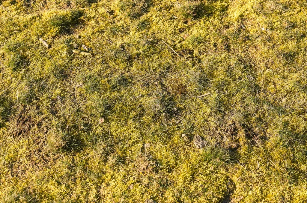 moss, lawn, turf, grass,