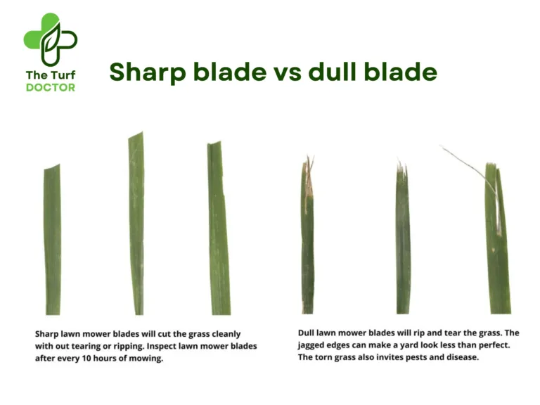 sharp, blade, vs, dull, grass, leaf, cut,