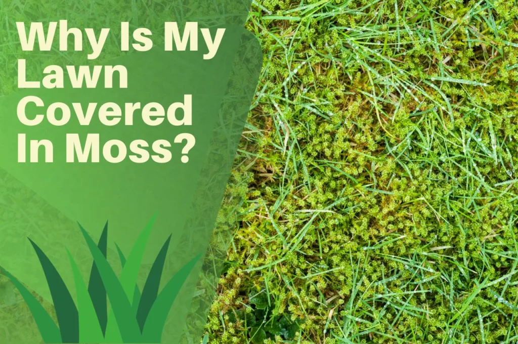moss, lawn, weeds, turf, grass,