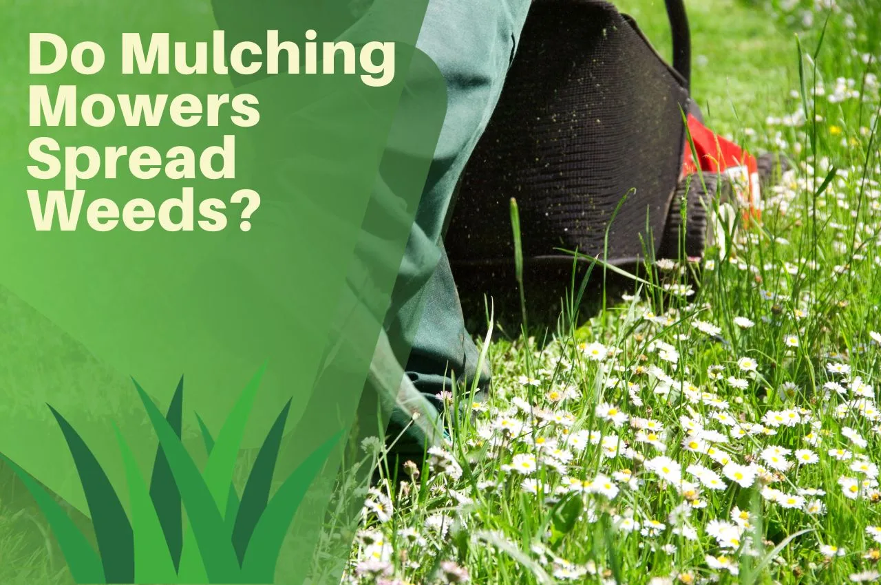 Do Mulching Mowers Spread Weeds? - The Turf Doctor