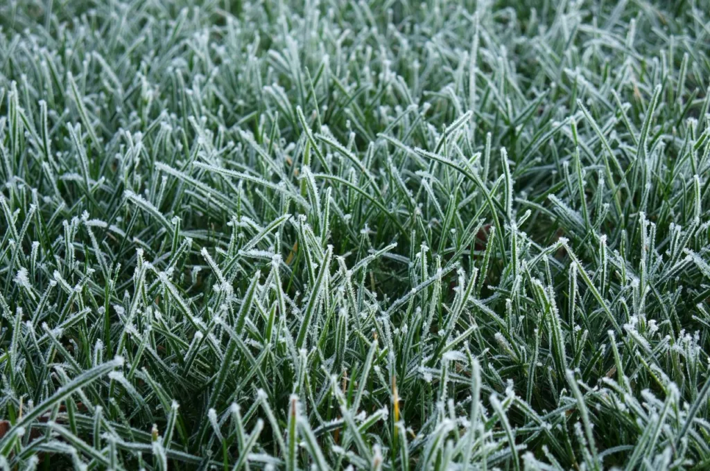 frozen, lawn, turf, grass, ice,