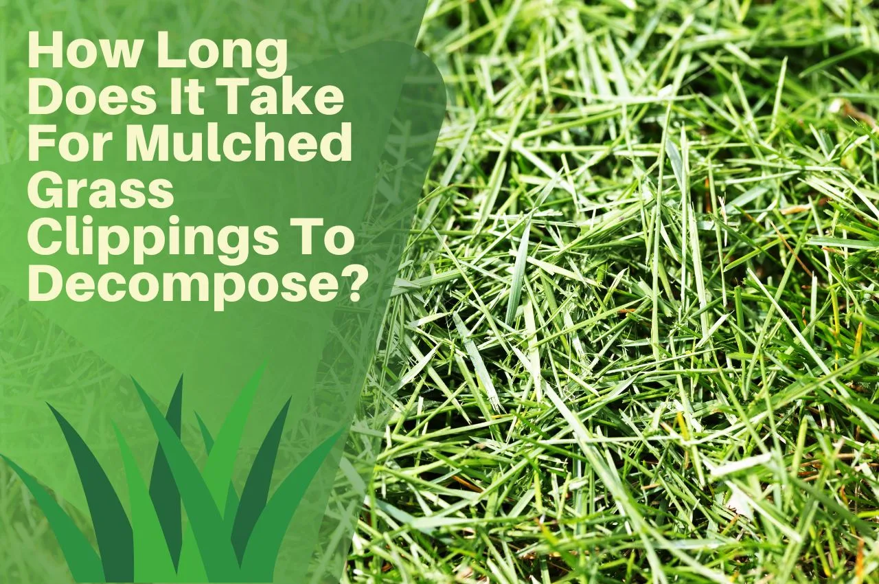 How Long Does It Take For Mulched Grass Clippings To The