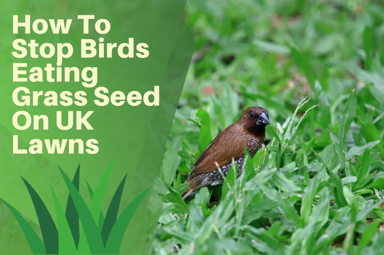 How To Stop Birds Eating Grass Seed On UK Lawns 7 Effective Methods The Turf Doctor