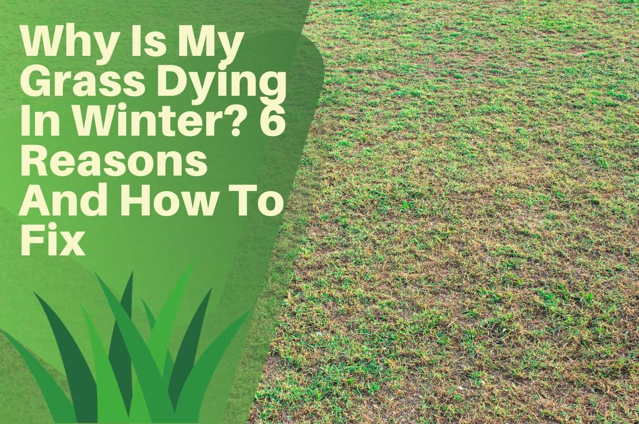 Why Is My Grass Dying In Winter? 6 Reasons And How To Fix (UK) The