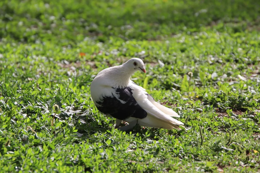 pigeon, dove, lawn-6320264.jpg