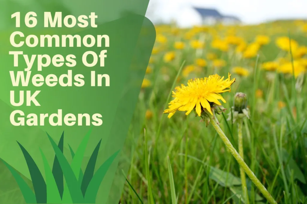 common, weeds, uk, garden, dandilion,