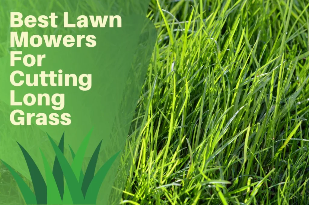 long, grass, turf, garden, lawn,