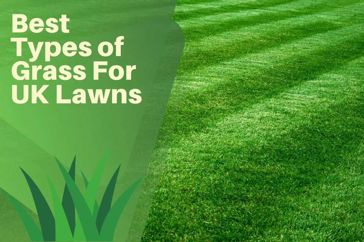 Best Types of Grass For UK Lawns - The Turf Doctor