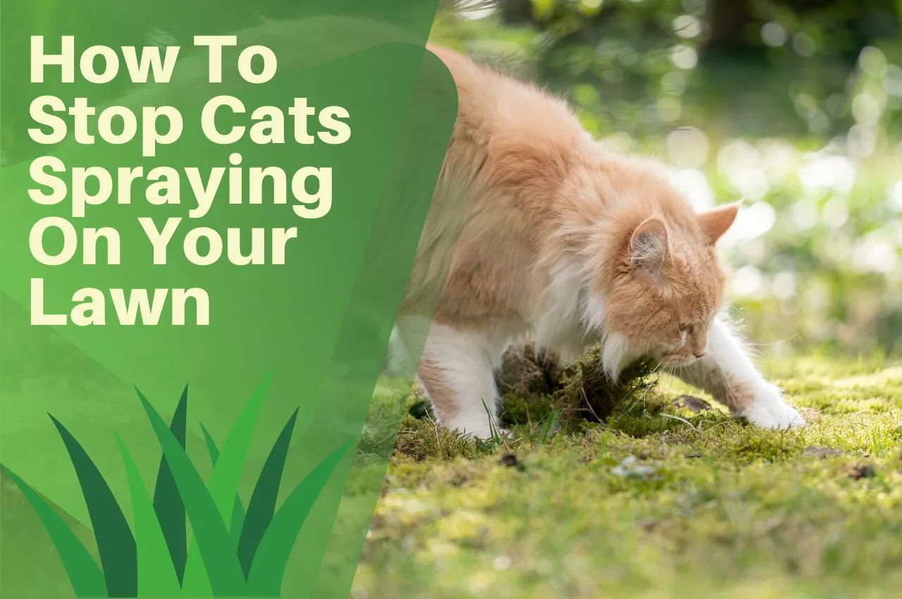 Best Product To Stop Cat Spraying How To Stop Cats Spraying On Your Lawn: My Top 6 Recommended Methods