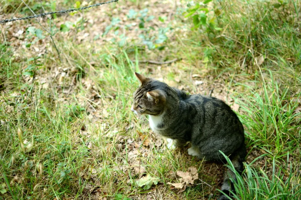 cat, sitting, lawn, turf, grass, garden, kitten,
