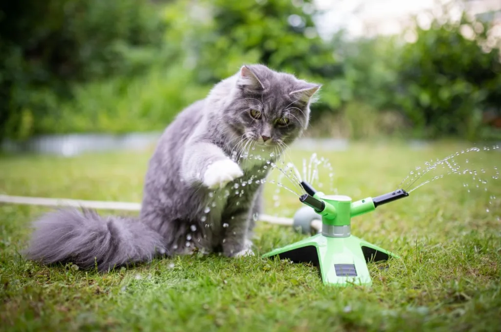 cat, playing, sprinkler, lawn, garden, turf, grass, hose,