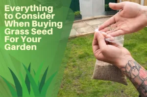 Everything to Consider When Buying Grass Seed For Your Garden